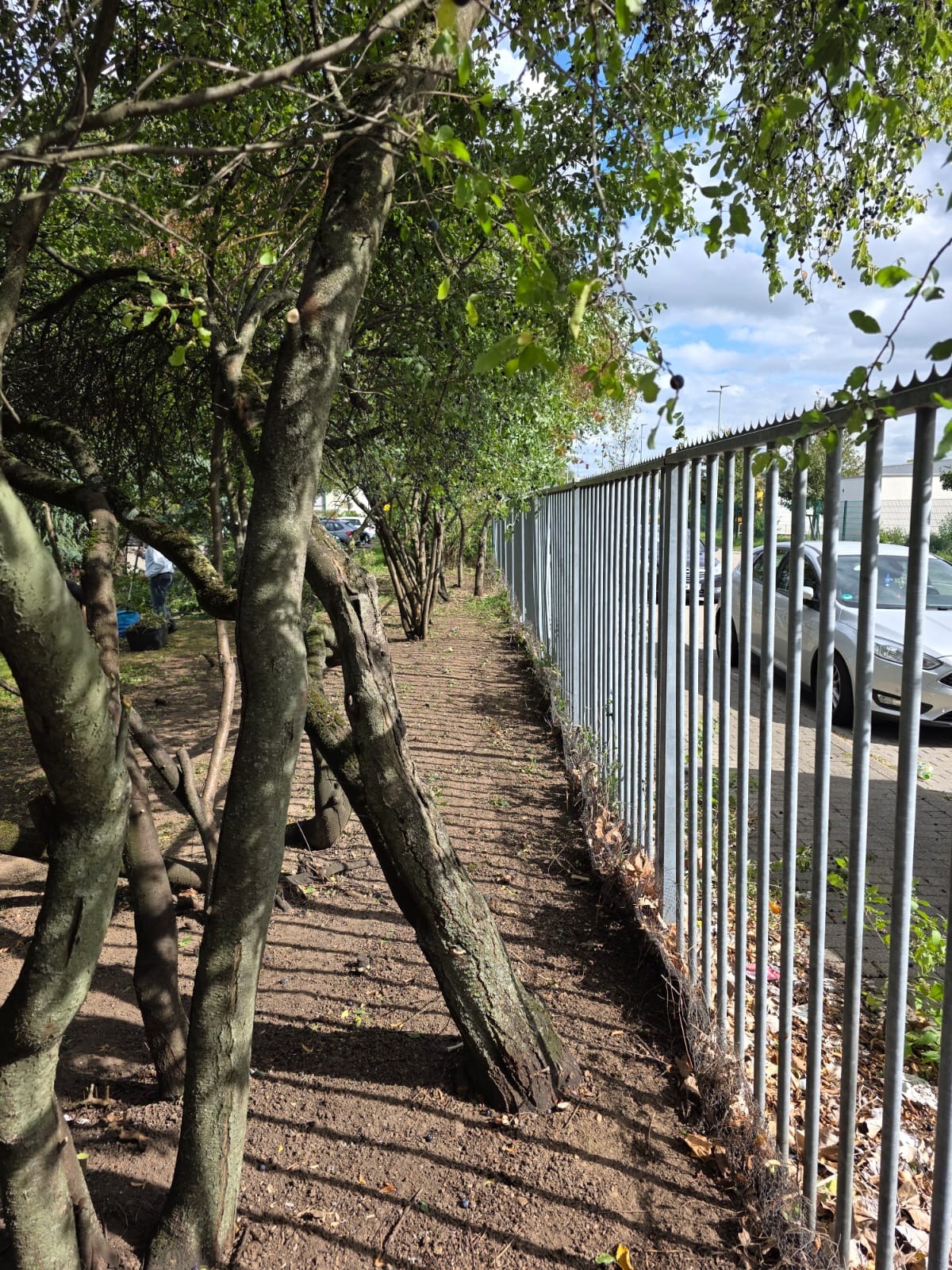 Nachher Bild 1 – Zaun freigeschnitten und sauber