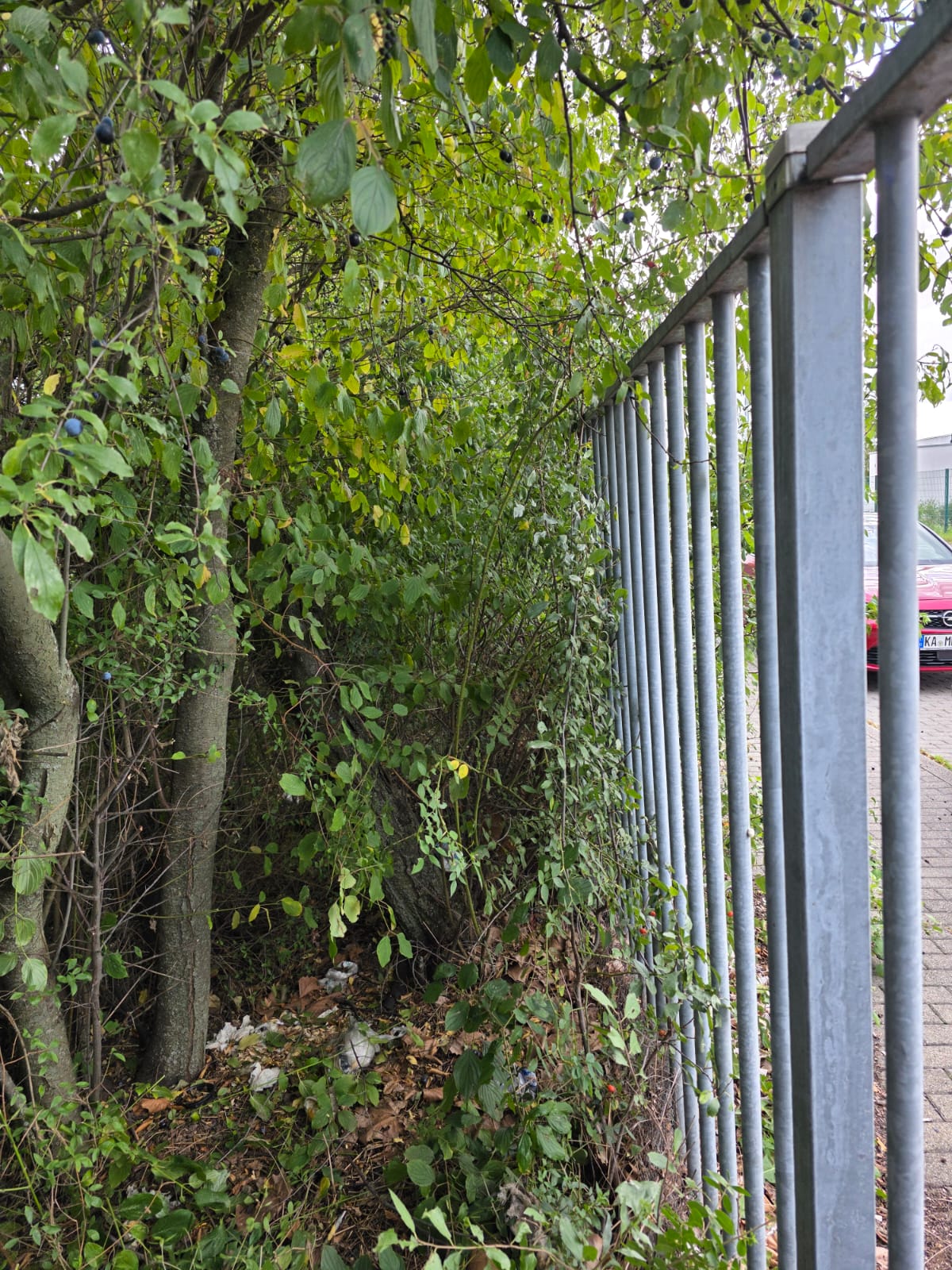 Vorher Bild 1 – verwilderter Zaun