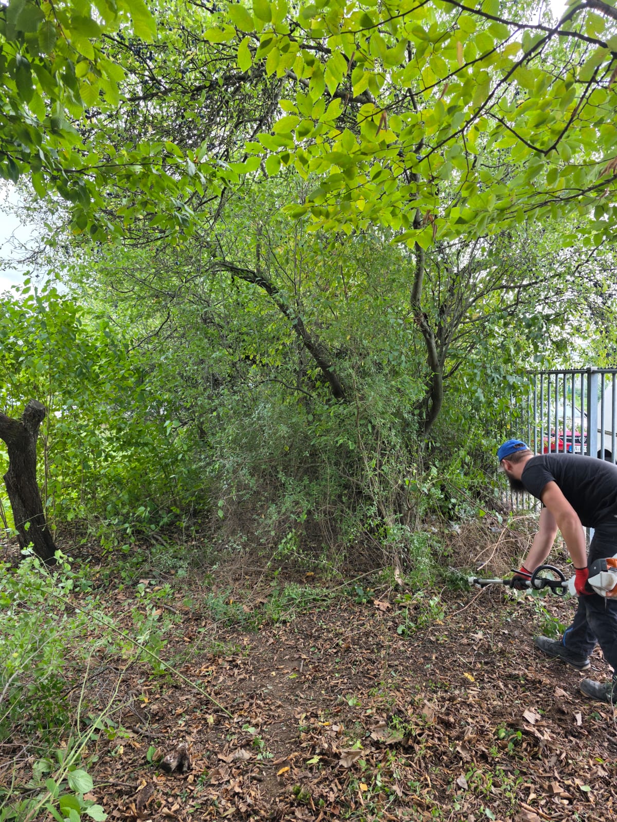 Vorher Bild 2 – dichter Bewuchs, Motorsense im Einsatz