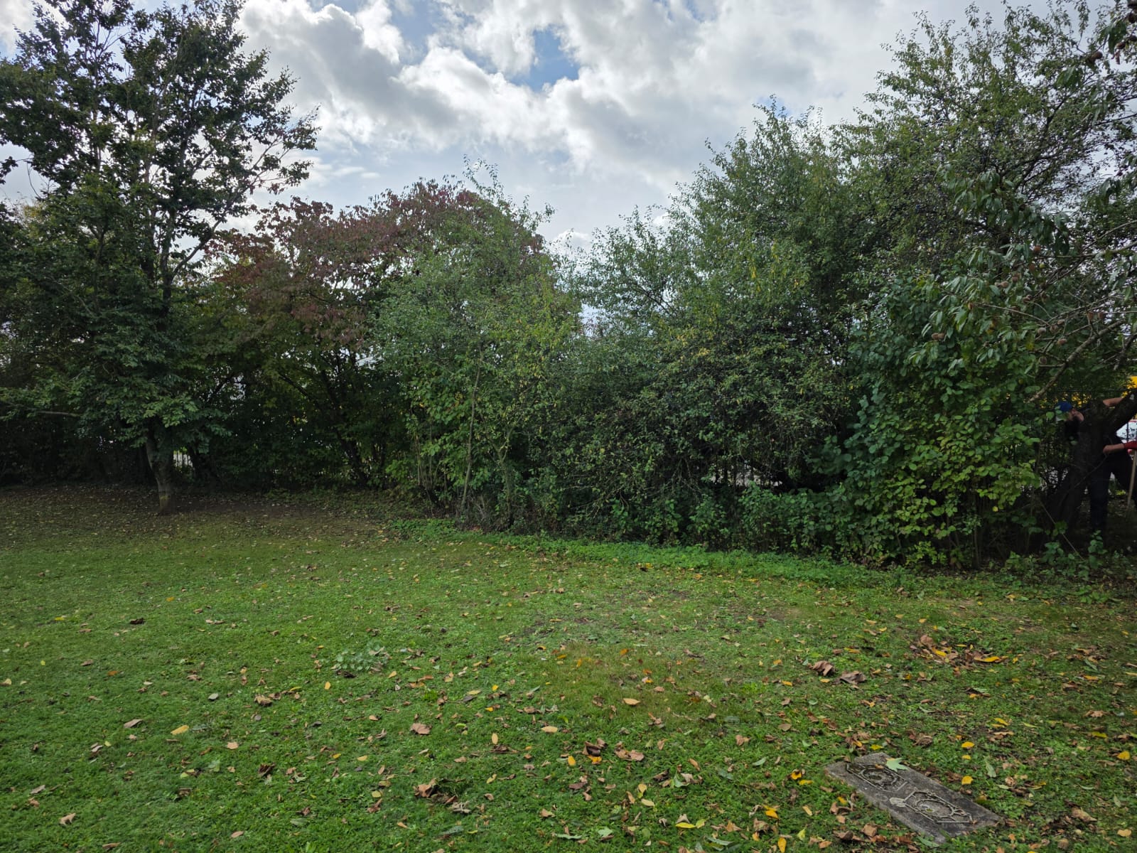 Vorher Bild 3 – dichte Hecke/Büsche